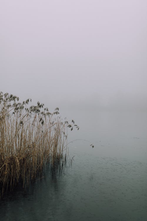 bezplatná Základová fotografie zdarma na téma déšť, jezero, klidná voda Základová fotografie