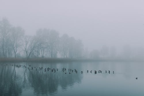 Body of Water Near Trees Covered With Fog