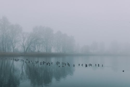 Free Serene foggy winter dawn with ducks on a misty lake surrounded by bare trees. Stock Photo