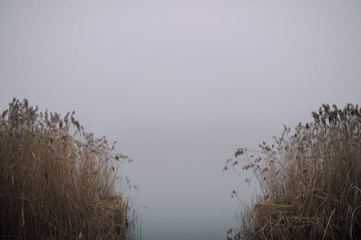 Tranquil foggy scene with grass flanking a calm lake at dawn, perfect for nature lovers.