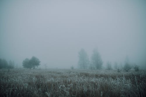 有霧, 田, 草原 的 免費圖庫相片