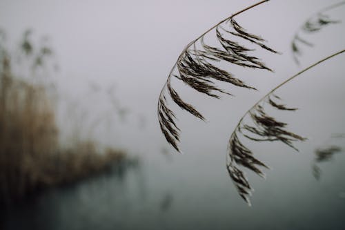 Fotobanka s bezplatnými fotkami na tému burina, chladný, dážď