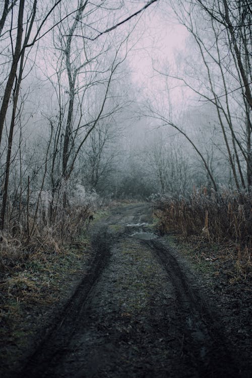 Dirt Road between Bare Trees in the Forest