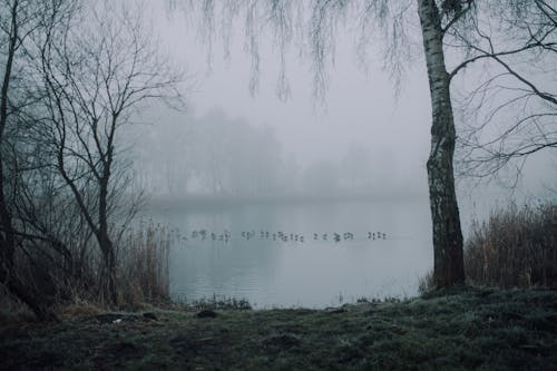 Бесплатное стоковое фото с lakeshore, берег озера, вода