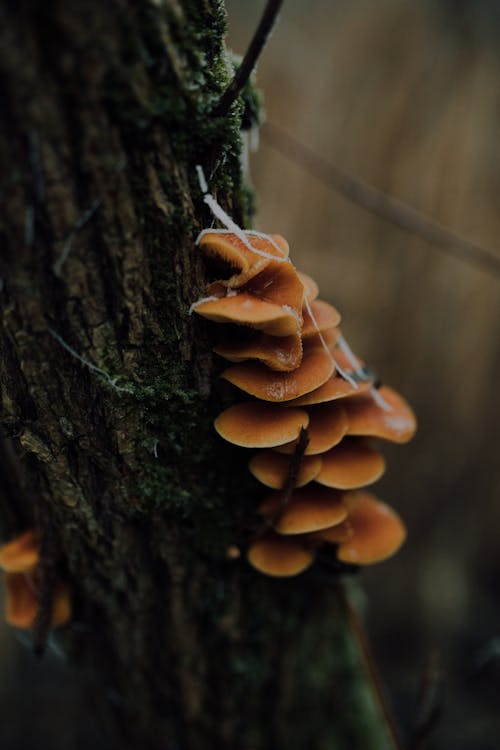 Free Brown Mushrooms on Tree Trunk Stock Photo
