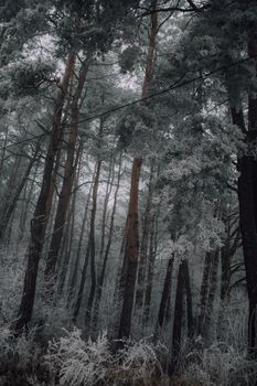 A serene misty forest scene with frosted trees in winter, creating a tranquil atmosphere.