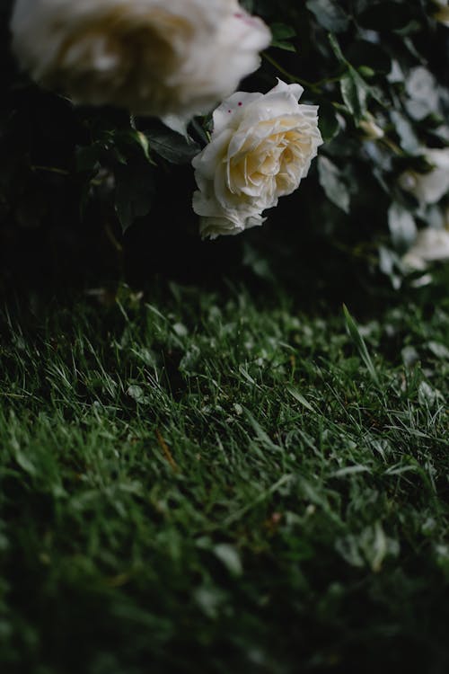 Free White Flower on Green Grass Stock Photo