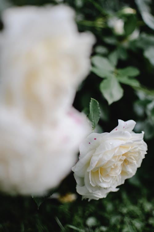 Gratis arkivbilde med anlegg, blomster, flora