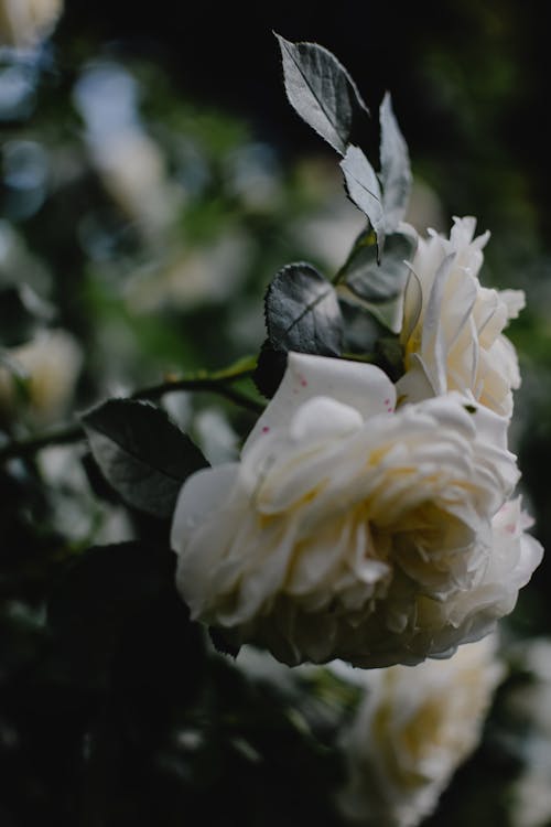 Free White Roses in Close-up Photo Stock Photo