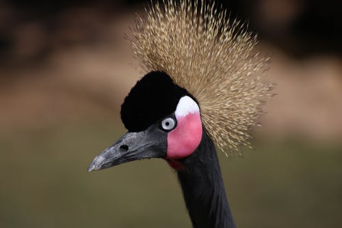 Foto stok gratis bangau bermahkota hitam, binatang, burung
