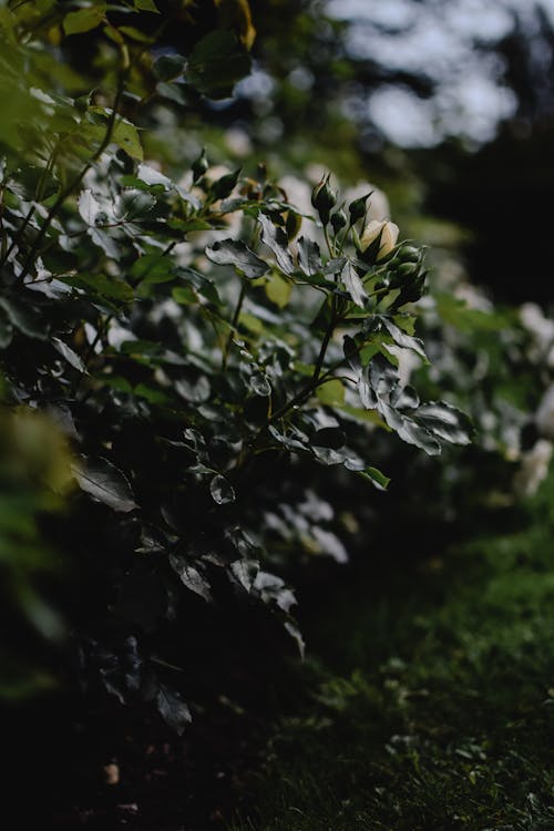 Ücretsiz bahar, Bahçe, Beyaz çiçekler içeren Ücretsiz stok fotoğraf Stok Fotoğraflar