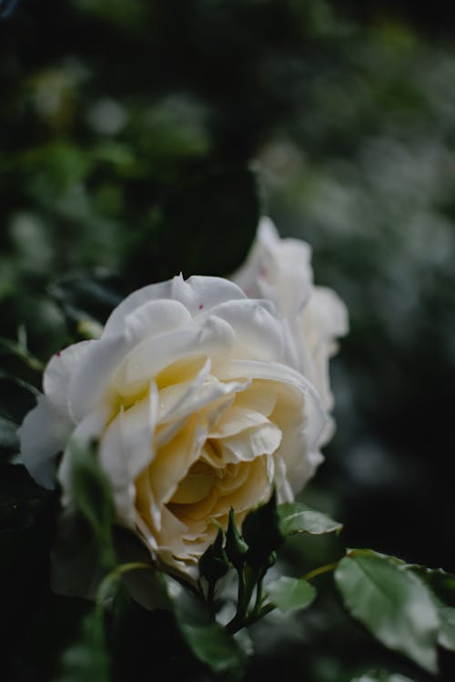 Free White Rose in Bloom Stock Photo