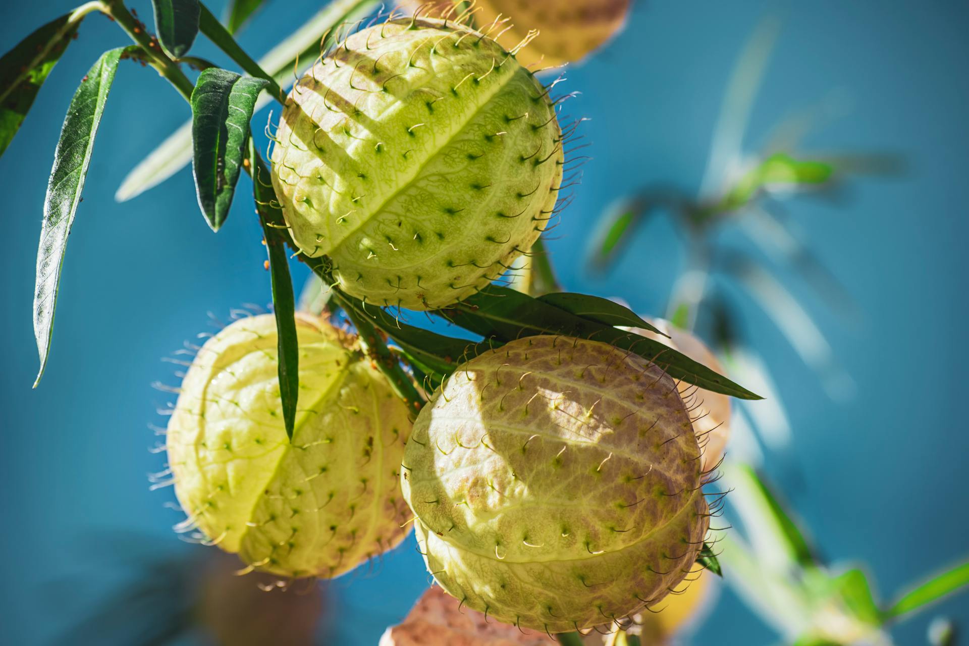 Round Spiky Fruit of a Shrub