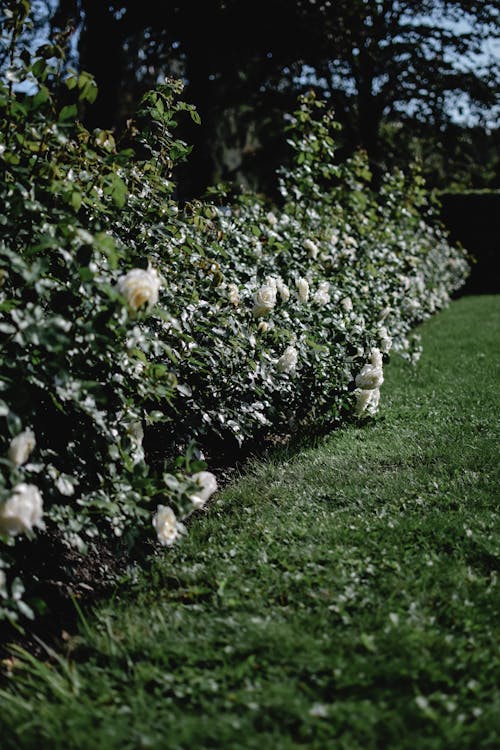 ฟรี คลังภาพถ่ายฟรี ของ กำลังบาน, กุหลาบขาว, ดอกไม้ คลังภาพถ่าย