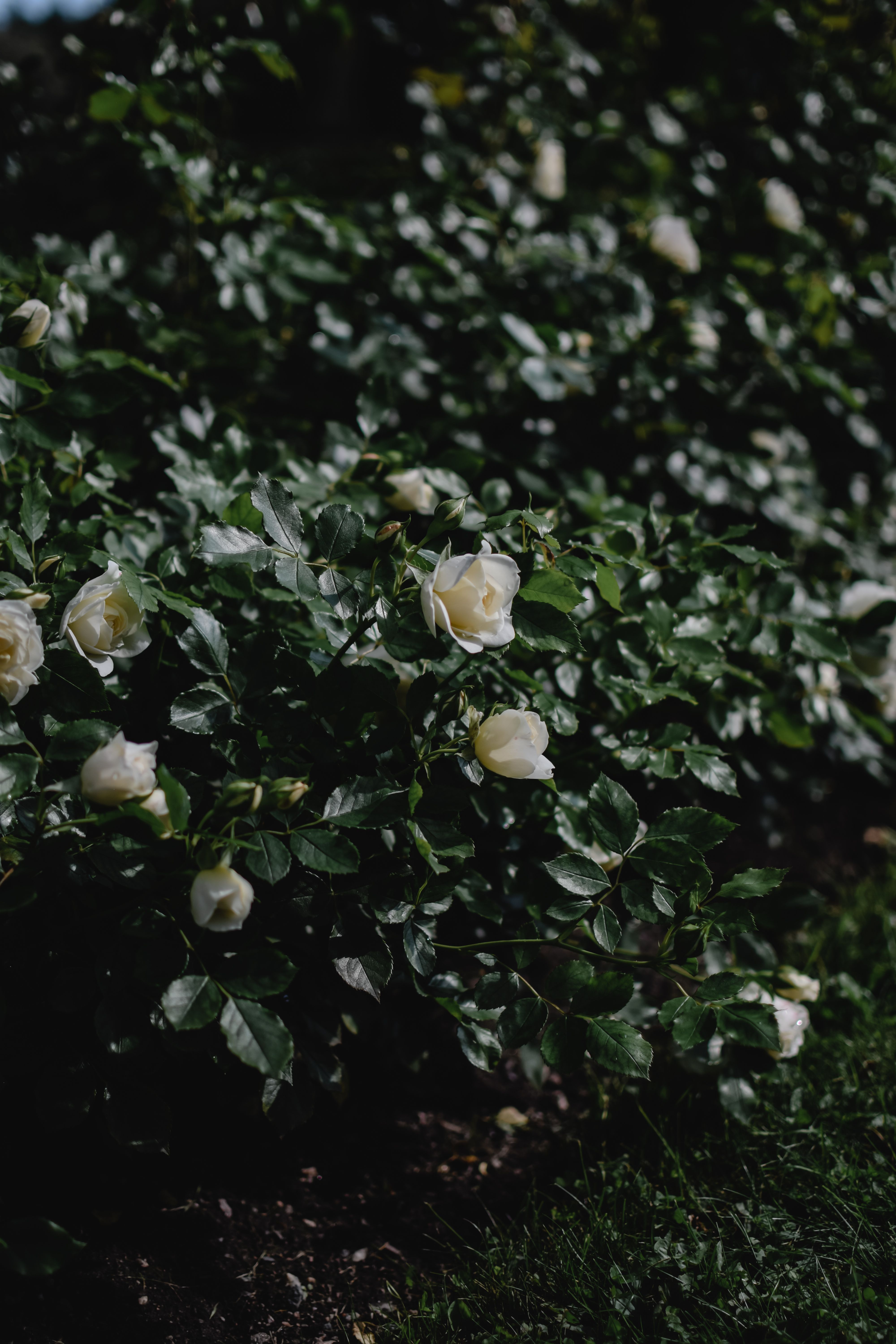White Roses in Bloom · Free Stock Photo