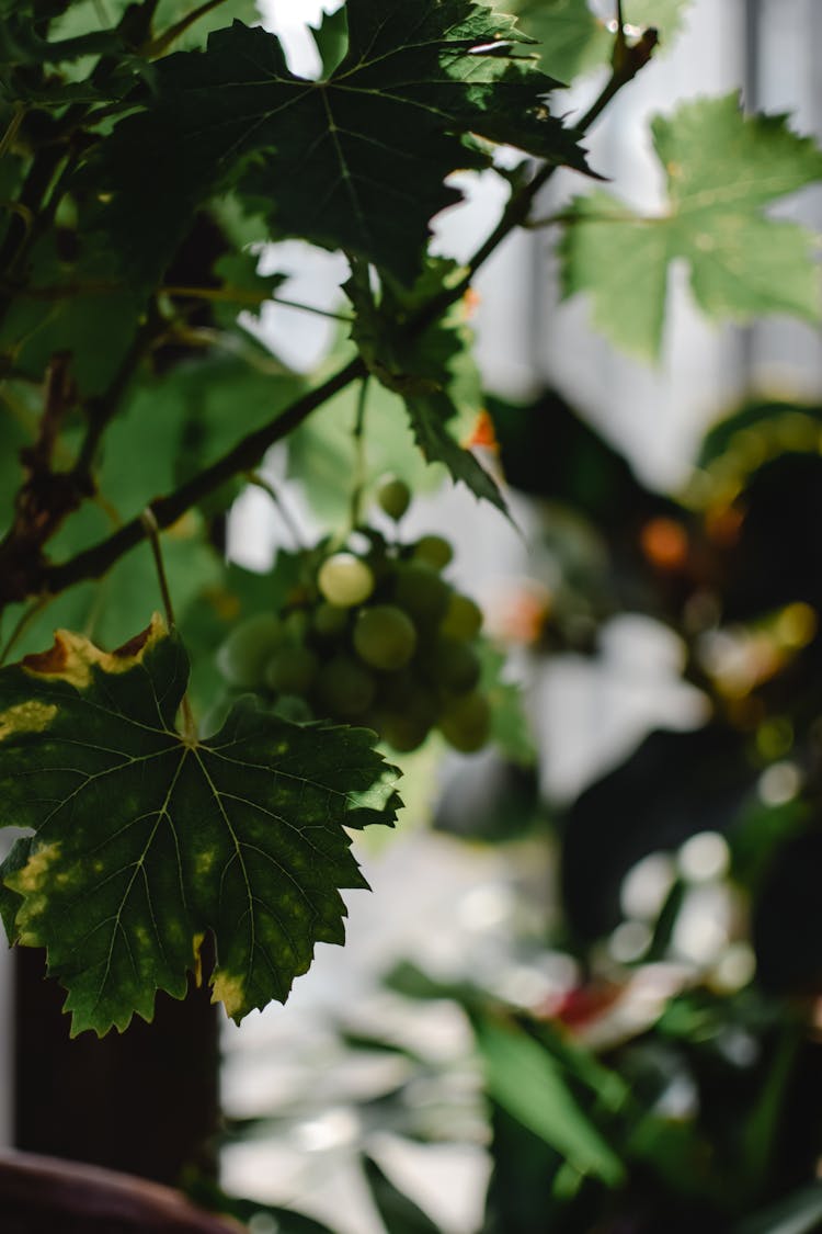 Green Grapes In A Vine