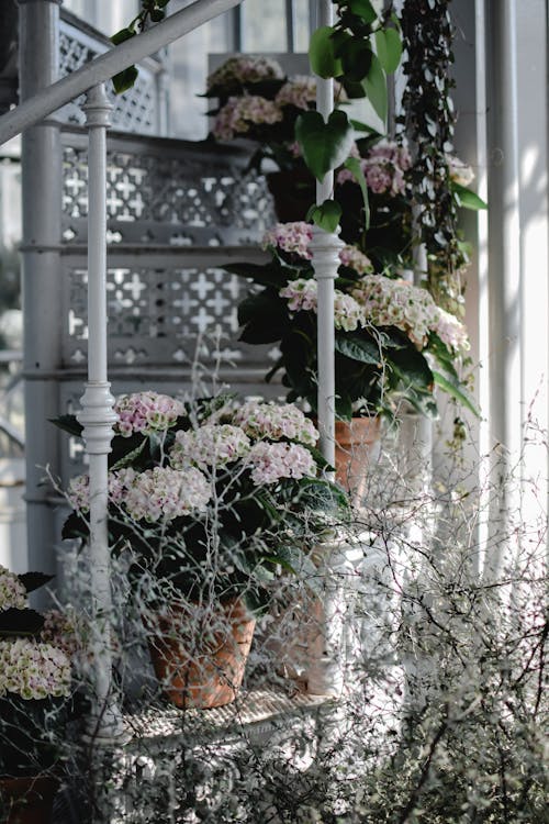 бесплатная Бесплатное стоковое фото с ботанический сад, вертикальный выстрел, гортензия Стоковое фото