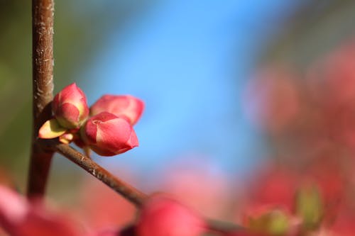 Free stock photo of cherry blossom, flower, flower bud