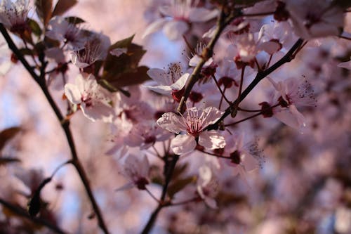 Immagine gratuita di albero in fiore, fiore, fiore di ciliegio