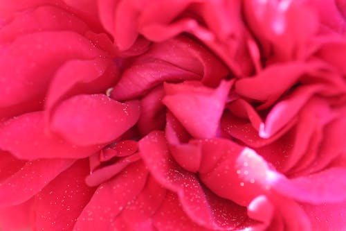 Free stock photo of flower, pink flower, rose petals