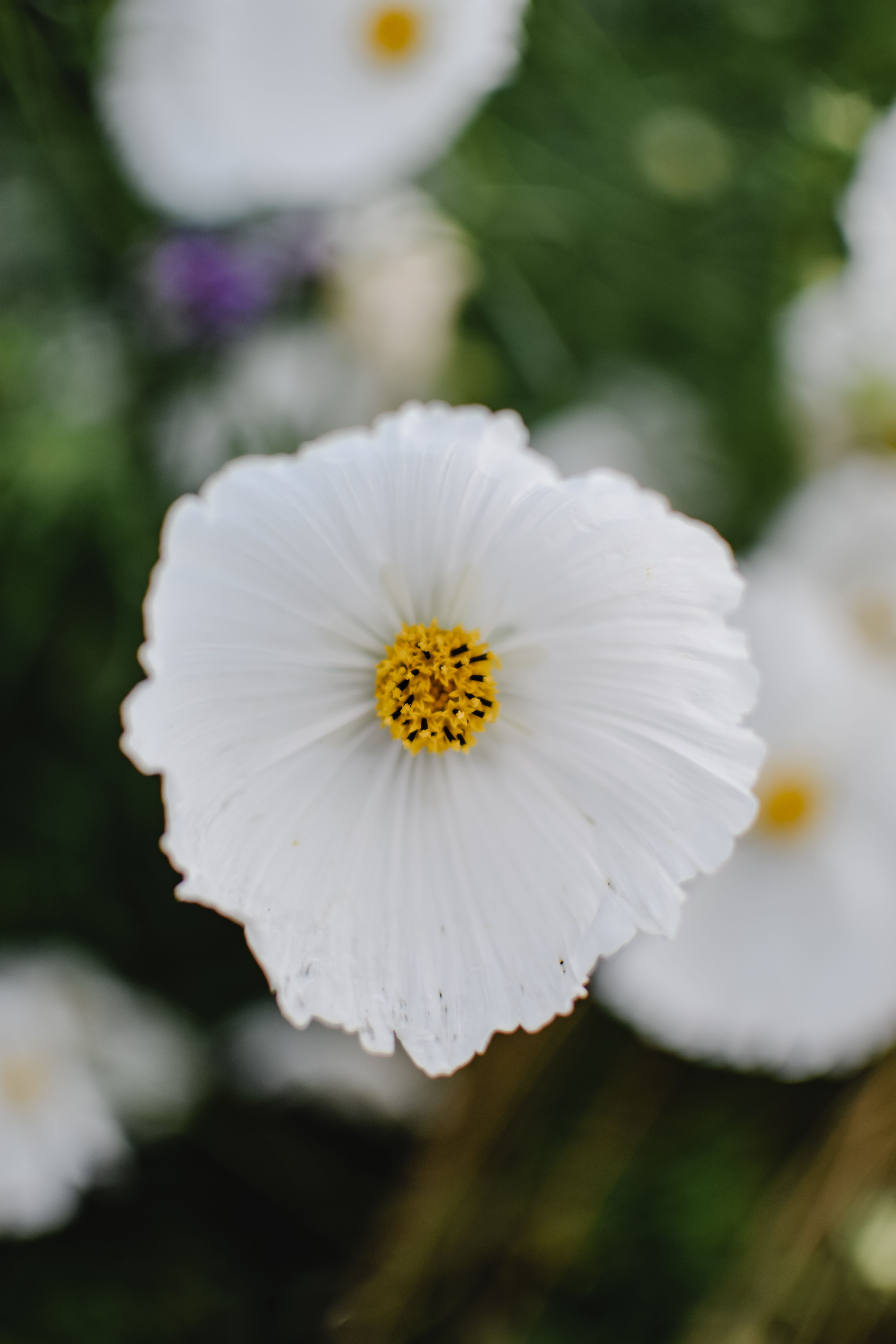 White Flower in Close-up Photography · Free Stock Photo