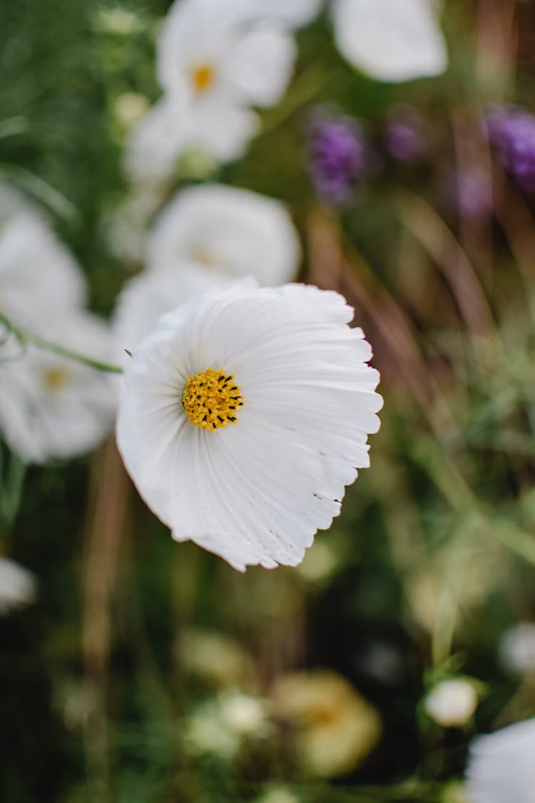 \White Garden Cosmos In Close-up Shot