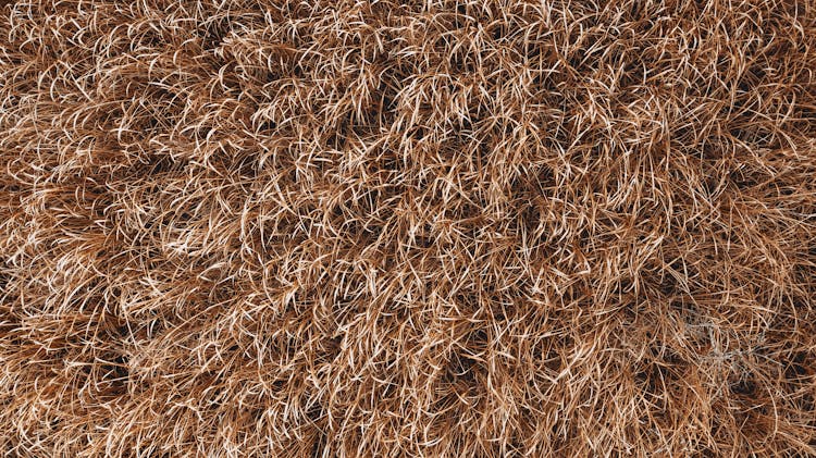 Textured Background Of Dry Grass In Field