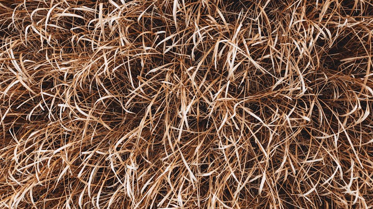 Textured Backdrop Of Faded Grass On Meadow