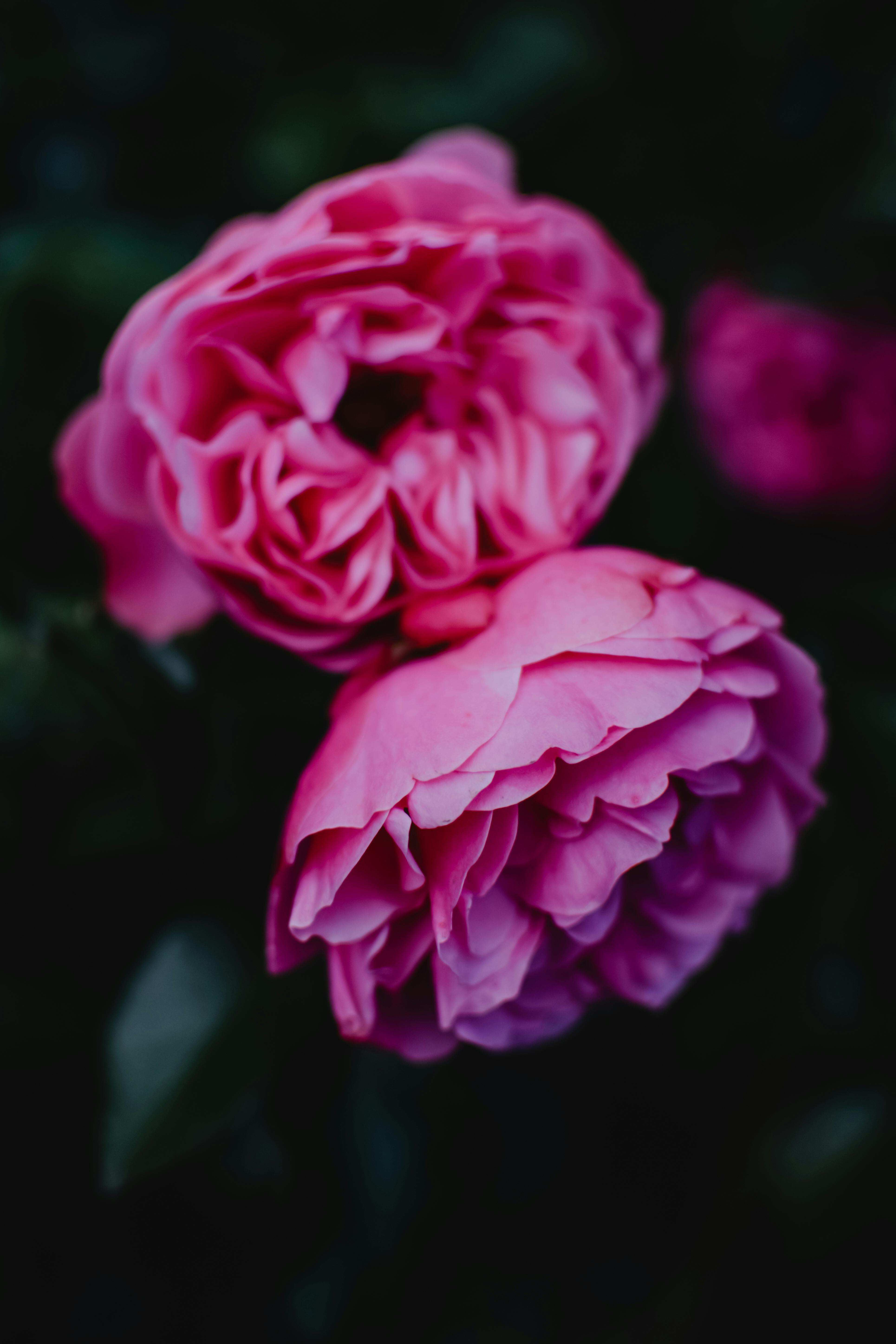 Garden Rose Powder Pink, spray roses flower a lot. Floral texture  background, closeup. Plantation of peony garden English roses Stock Photo -  Alamy