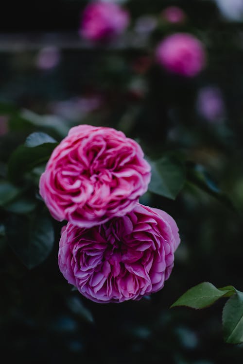 ピンクのバラ, フラワーズ, フローラの無料の写真素材