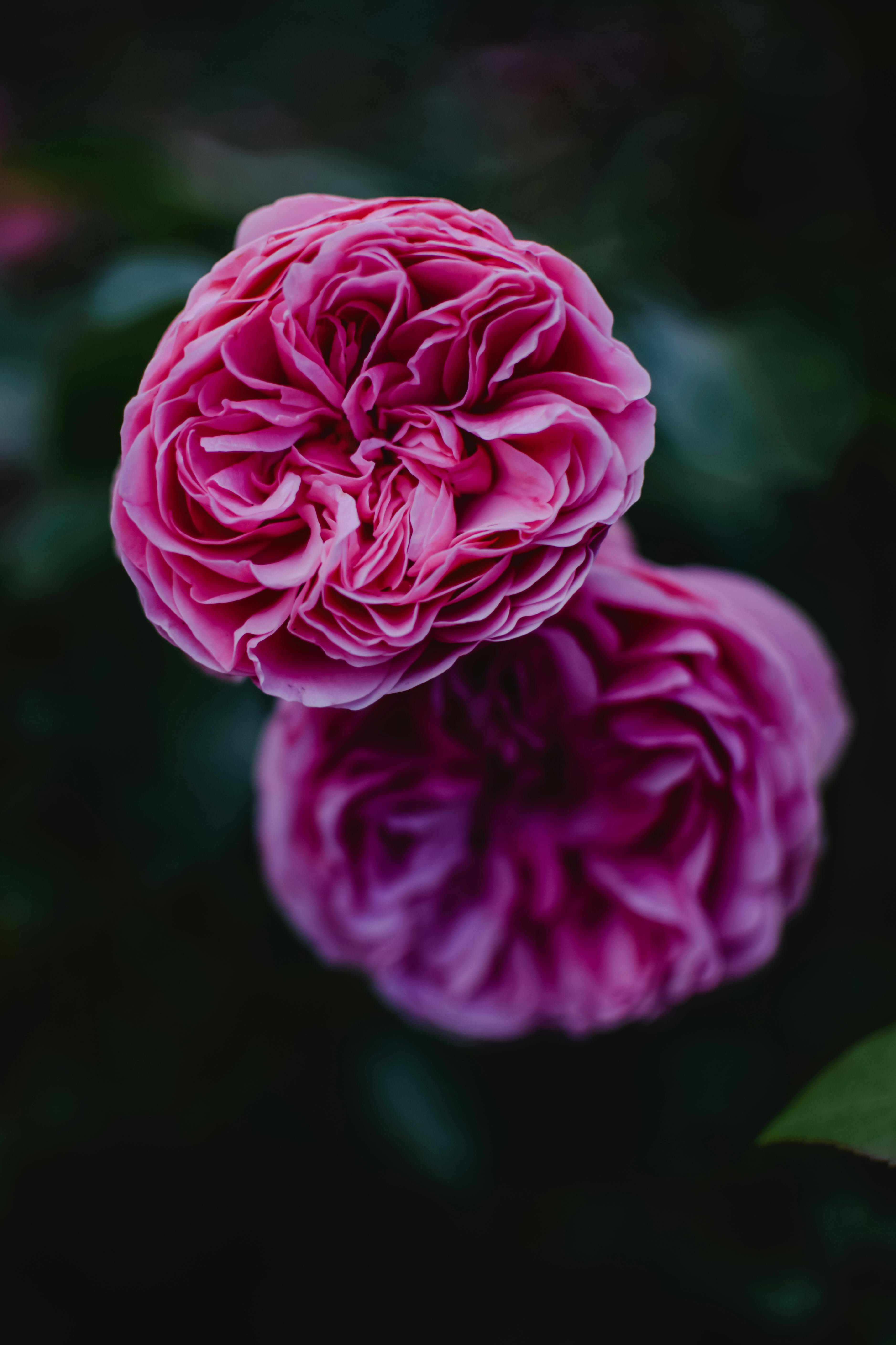 Stunning close-up of blooming pink roses with lush leaves, captured in Helsinki.
