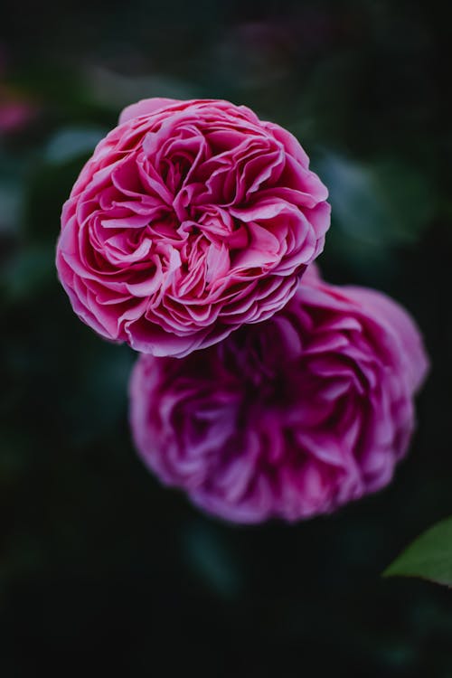 Free Blooming Pink Garden Roses in Close Up Photography Stock Photo