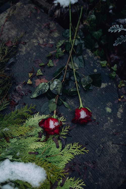 Gratis Foto stok gratis bunga-bunga, daun pinus, kuburan Foto Stok