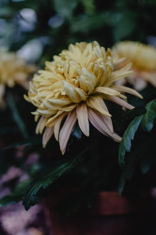 Close-up Shot of a Chrysanthemum Flower