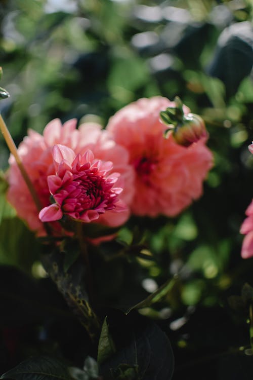 無料 シーズン, ダリア・ピンナータ, ピンクの花の無料の写真素材 写真素材