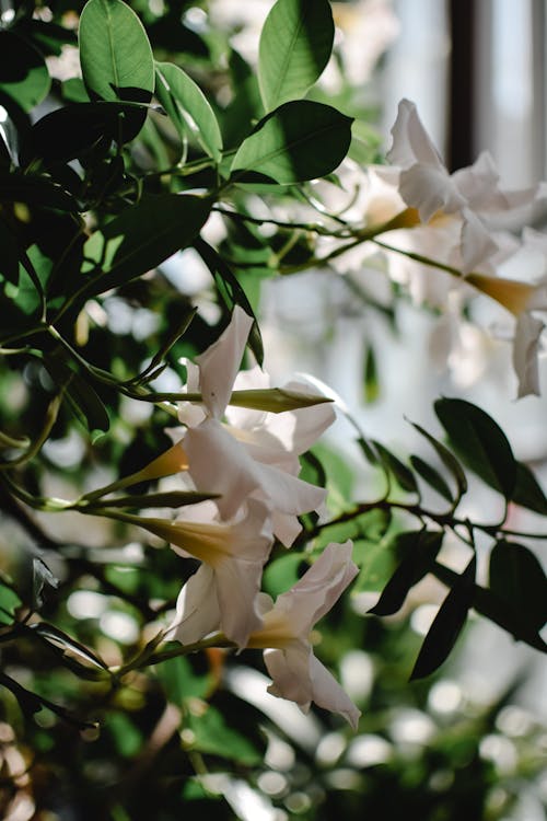 Fotos de stock gratuitas de de cerca, flora, floreciente