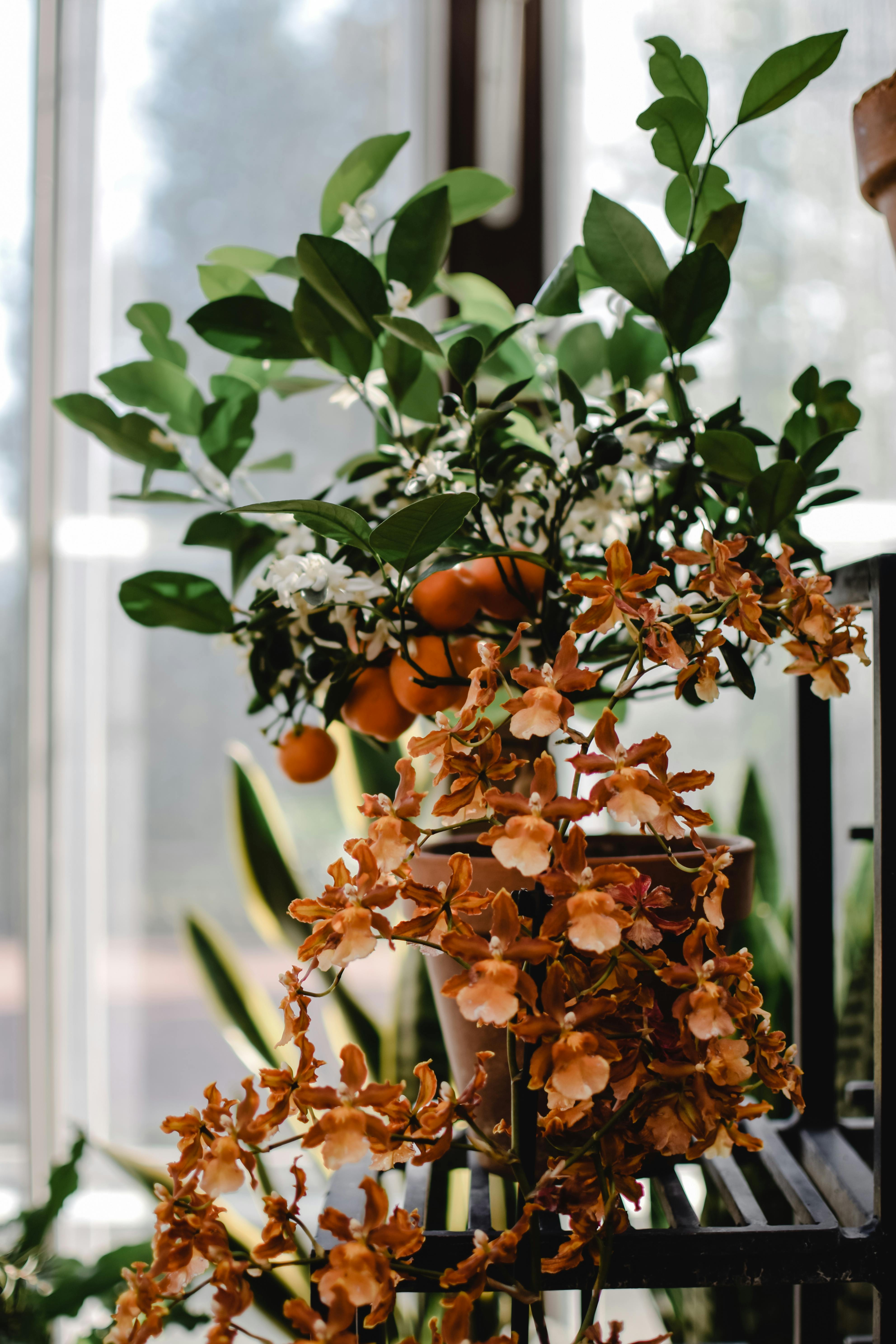 A vibrant display of citrus fruits and orchids inside a botanical setting.