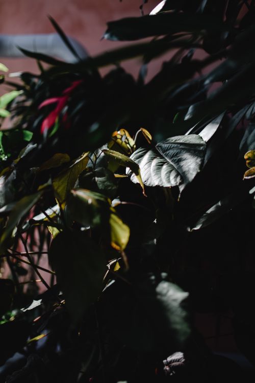 Free Artistic capture of foliage with light and shadow in a Helsinki botanical garden. Stock Photo