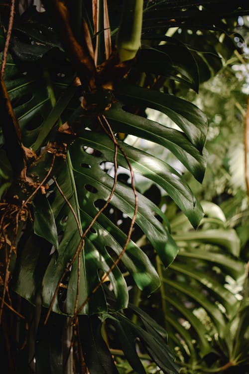 Close-Up Shot of Green Leaves