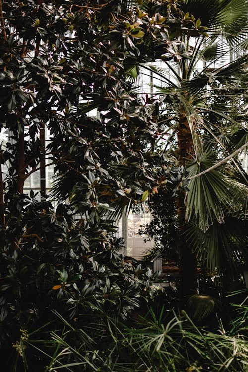 Darmowe zdjęcie z galerii z drzewa, drzewo palmowe, listowie