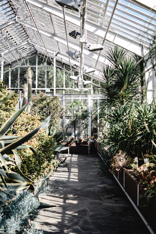 Plants inside a Greenhouse
