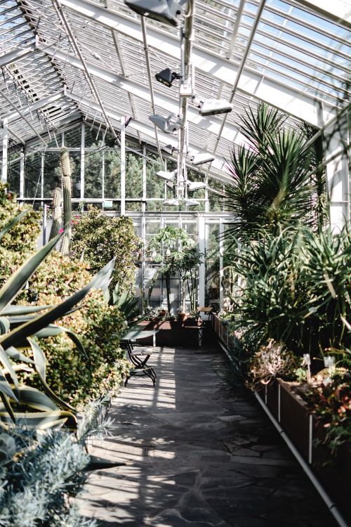 Free Sunlit view of a vibrant greenhouse interior showcasing a variety of plants and lush foliage in Helsinki, Finland. Stock Photo