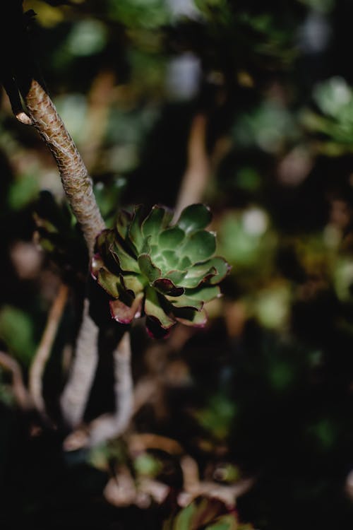 Foto stok gratis cabang, Daun-daun, fotografi tanaman