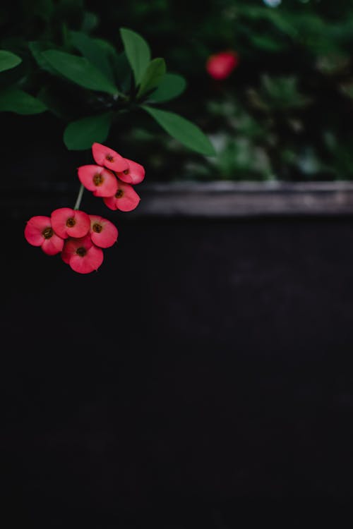 bezplatná Základová fotografie zdarma na téma červené kytky, flóra, kvetoucí Základová fotografie