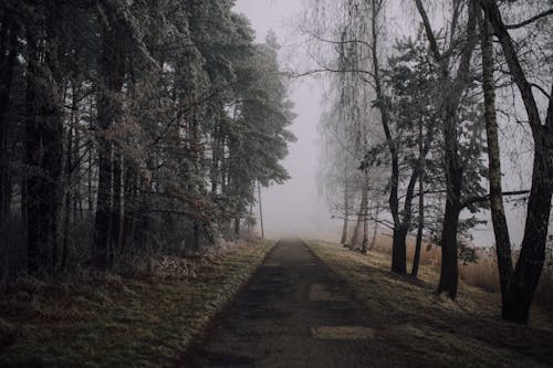 Foggy Forest with Concrete Foothpath