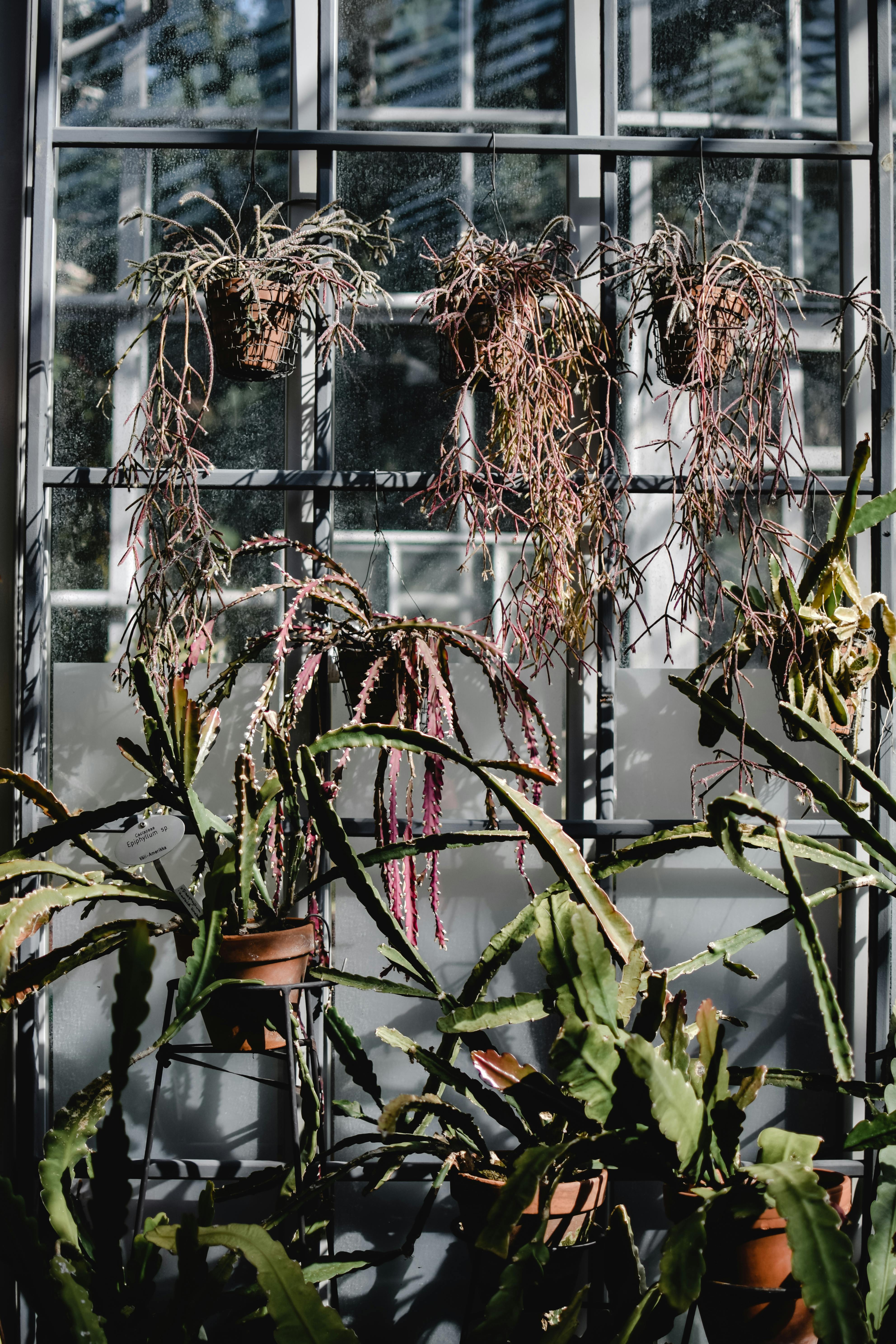 wilted hanging plants