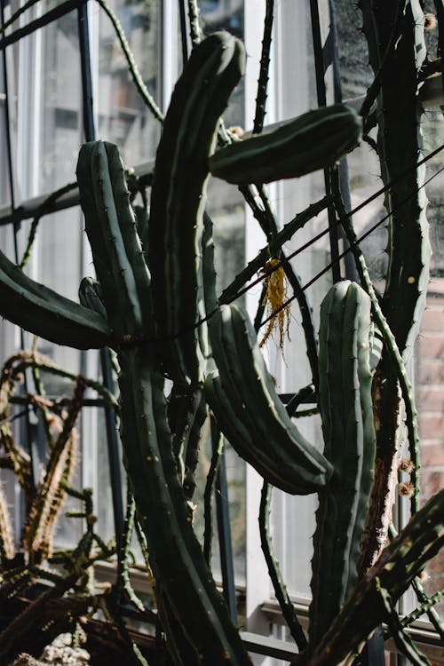 Green Cactus Plant in the Garden