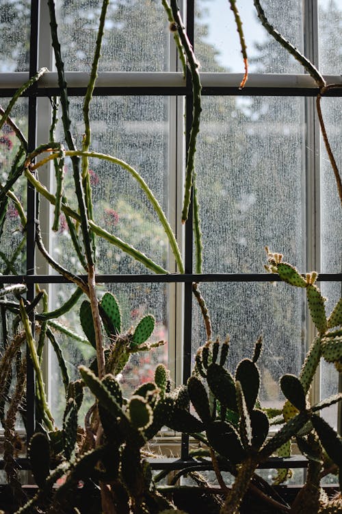 Free Green Cactus Plant Near Window Stock Photo