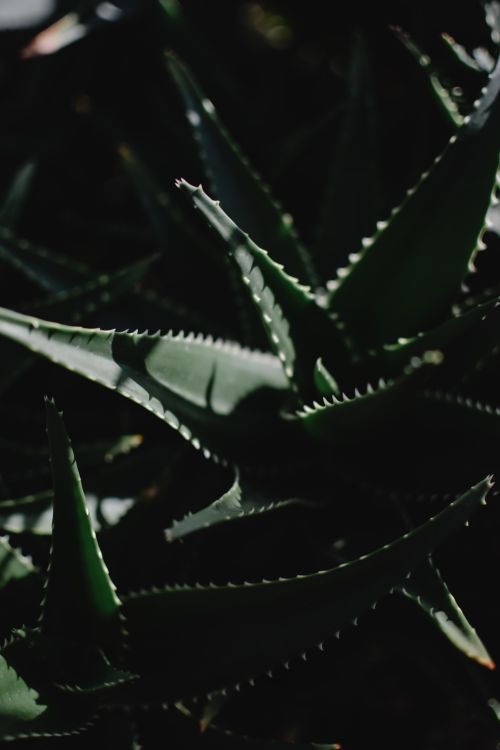 Free Close-up of aloe vera plant with dramatic light and shadow contrasts. Stock Photo