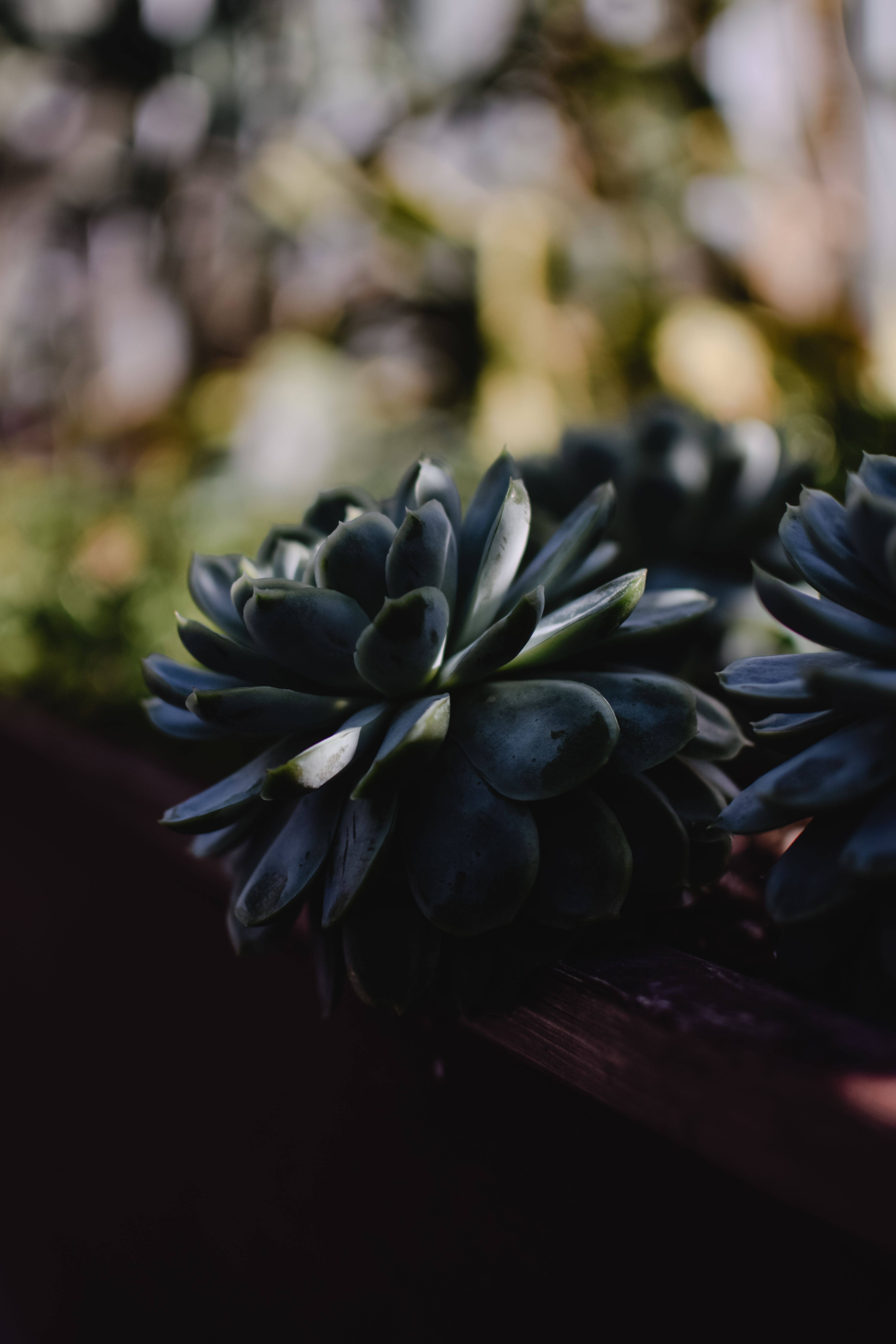 Succulents Plants in Close-up Shot · Free Stock Photo
